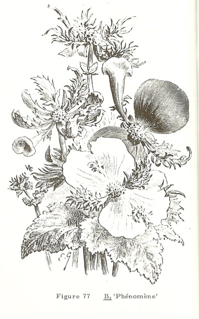 B. ‘Phenomene’